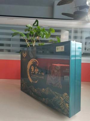 熊胆冻干粉 新品